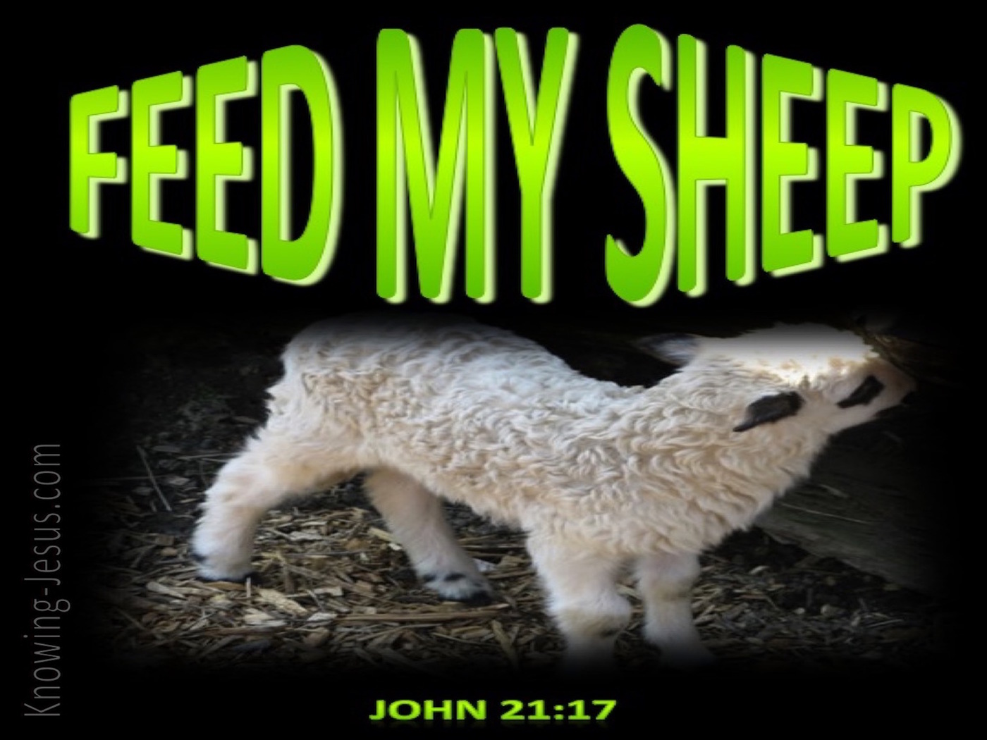 John 21:17 Feed My Sheep (green)